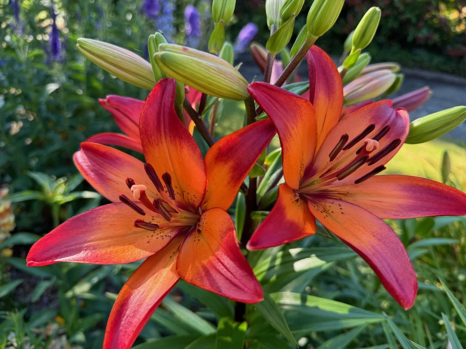 Public Gardens in the Seattle Area — Northwest Blooms